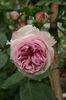 Glarona rose photo