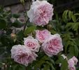 Katharina von Bora rose photo