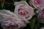 Katharina von Bora rose photo