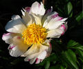 Blitz Tort peony photo