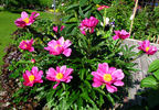 Dancing Butterflies peony photo