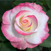 Dayna Sawyer rose photo