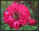 John Franklin rose photo