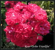 John Franklin rose photo