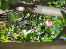 Baty's Pink Pillar rose photo