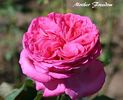 Mother Freedom rose photo