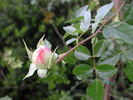 Out of Yesteryear rose photo