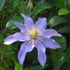 Justa clematis photo