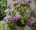 Bijou clematis photo