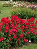 Pink Flash rose photo
