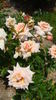 Fairy Dancers rose photo