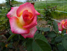 Sister Jane rose photo