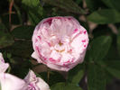 Perle des Panachées rose photo