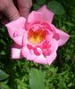 Riverbanks rose photo