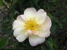 Euterpe rose photo
