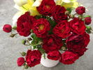 Red Pinocchio rose photo