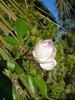 Old Lady Gates rose photo