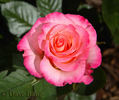 Conundrum ™ rose photo