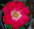 Ghostzapper rose photo