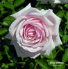 Jillian McGredy rose photo