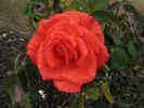 Cheshire Life rose photo