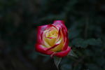 Dazzler ™ rose photo