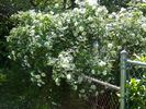 Sir Thomas Lipton rose photo