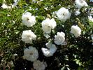 Sir Thomas Lipton rose photo