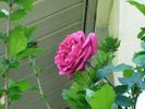 Pink Don Juan rose photo