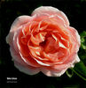 Marylène rose photo