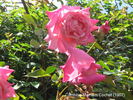 Pink Maman Cochet, Cl. rose photo