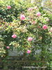 Pink Maman Cochet, Cl. rose photo