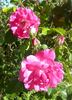 Winifred Coulter Cl. rose photo