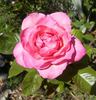 Peachblow rose photo