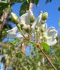 <i>Rosa tunquinensis</i> Crépin rose photo