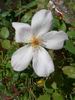 Lila Banks rose photo