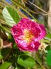 Old Lady Gates rose photo
