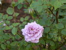 Vi's Violet™ rose photo