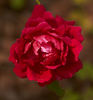 White Pearl in Red Dragon's Mouth rose photo