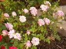 Vi's Violet™ rose photo