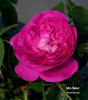 Mrs. Baker rose photo