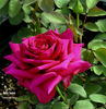 My Love rose photo