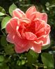 GOBXJO rose photo