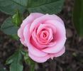 Sweet Sunblaze rose photo
