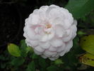 Too Cute rose photo