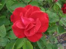 Bonn rose photo