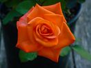 Tropical Amazone ™ rose photo