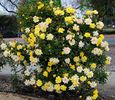 High Noon rose photo