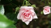 Ultimate Pleasure rose photo