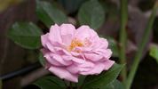 Vi's Violet™ rose photo